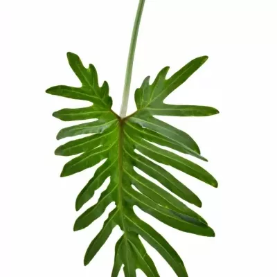 Philodendron XANTAL 65cm