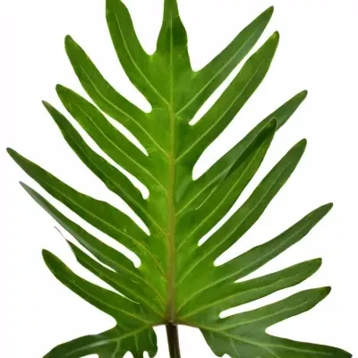 Philodendron XANTAL 65cm