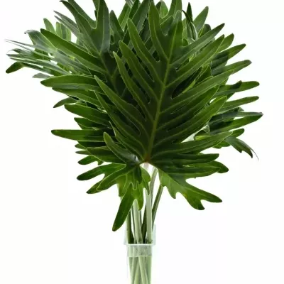 Philodendron XANTAL 65cm