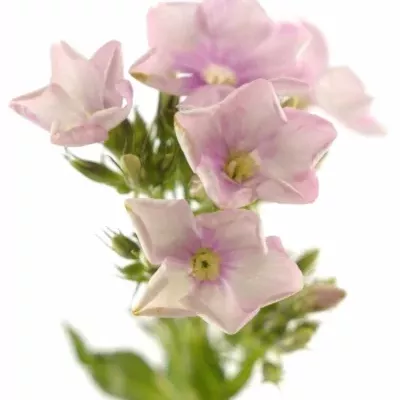 PHLOX BRIGHT EYES