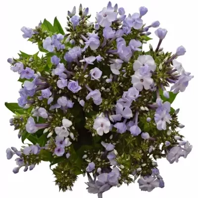 Phlox P MISS LOLITA 65cm