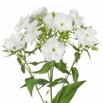 PHLOX P REMBRANDT