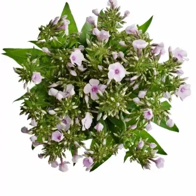 Phlox SWEET LEXY