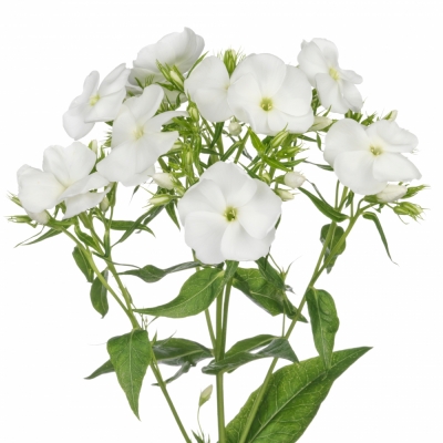 PHLOX WHITECAP