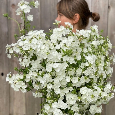 PHLOX WHITECAP