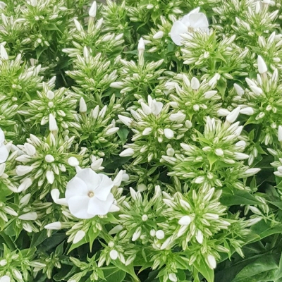 PHLOX WHITECAP