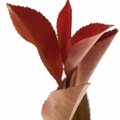 PHOTINIA RED ROBIN