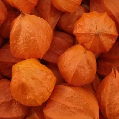 PHYSALIS LAMPION