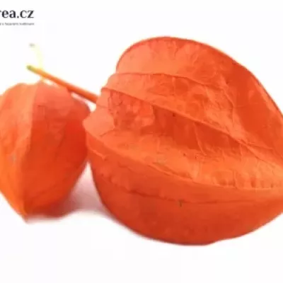 PHYSALIS LAMPION