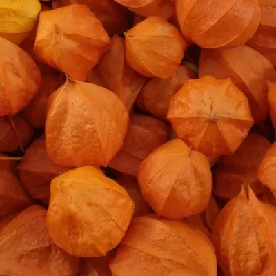 PHYSALIS LAMPION