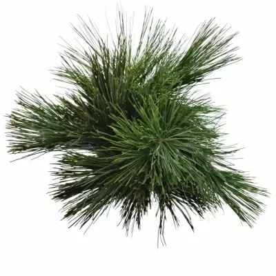 PINUS STROBUS