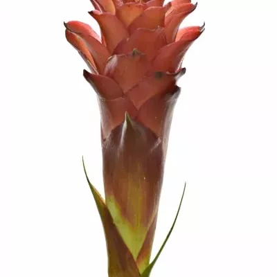 Pitcairnia H RED DRAGON 50cm