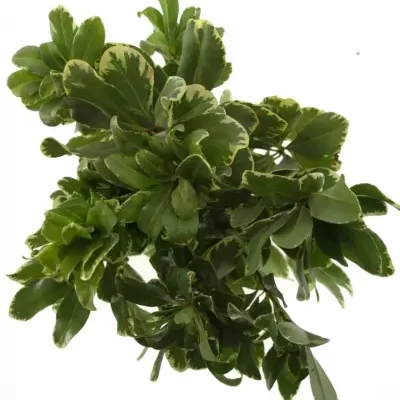 PITTOSPORUM ILAN