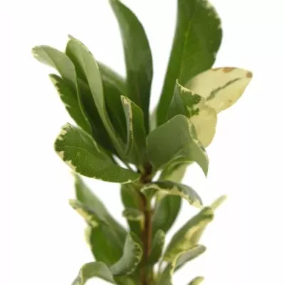 PITTOSPORUM ILAN