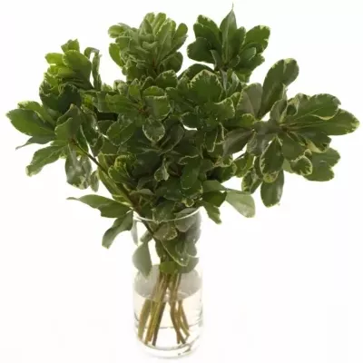 PITTOSPORUM ILAN