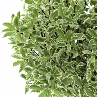 PITTOSPORUM NIGRA 125g