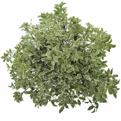 PITTOSPORUM NIGRA 125g