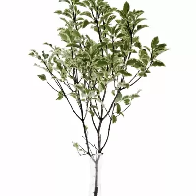 PITTOSPORUM NIGRA 125g