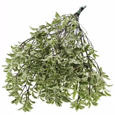 PITTOSPORUM NIGRA 125g