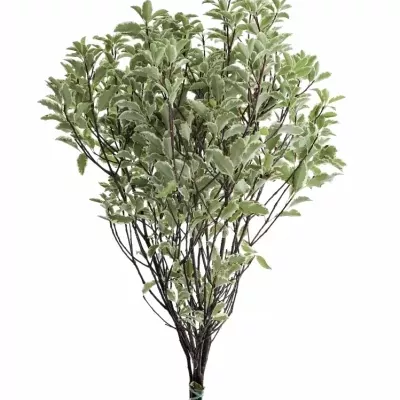 PITTOSPORUM NIGRA 125g