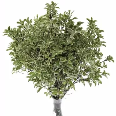 PITTOSPORUM NIGRA 125g