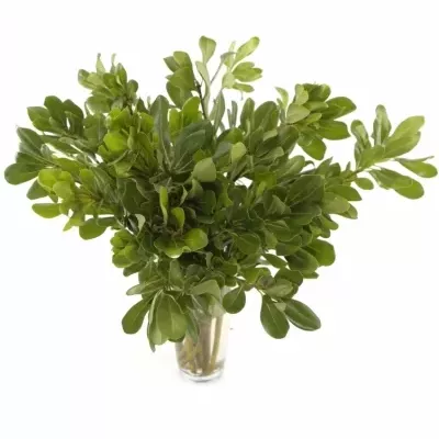 PITTOSPORUM NURIT 50cm 