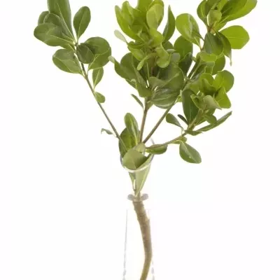 PITTOSPORUM NURIT 50cm 