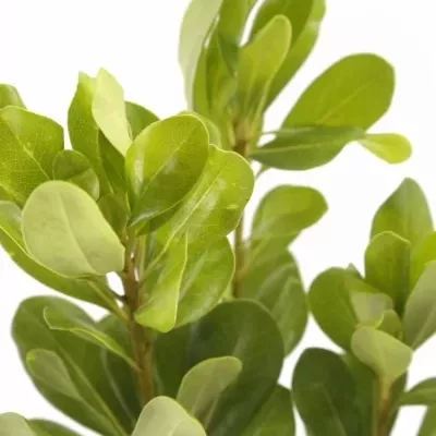 PITTOSPORUM NURIT 50cm 