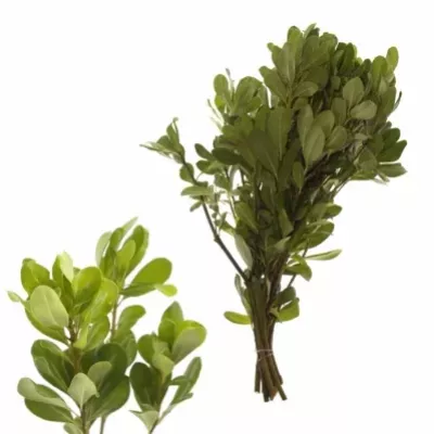 PITTOSPORUM NURIT 50cm 