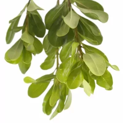 PITTOSPORUM NURIT 50cm 