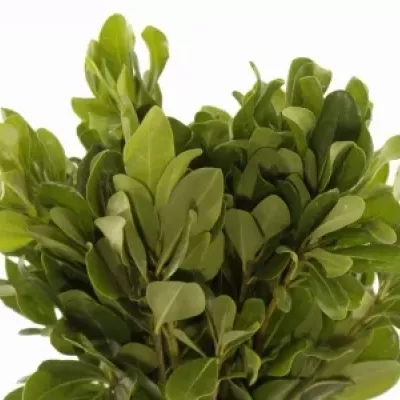 PITTOSPORUM NURIT 50cm 