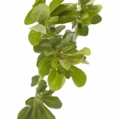 PITTOSPORUM NURIT 50cm 