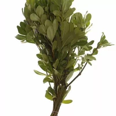 PITTOSPORUM NURIT 50cm 