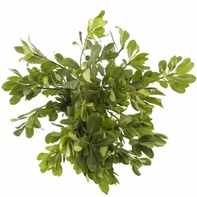 PITTOSPORUM NURIT 50cm 