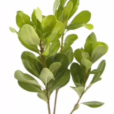 PITTOSPORUM NURIT 50cm 