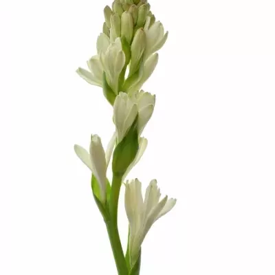 Polianthes TUBEROSA 70cm