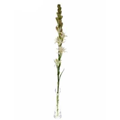 Polianthes TUBEROSA EPIC EVA 50 cm