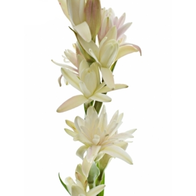 Polianthes TUBEROSA EPIC EVA 50 cm