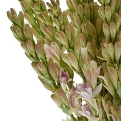 Polianthes TUBEROSA EPIC EVA 50 cm