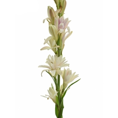 Polianthes TUBEROSA EPIC EVA 50 cm