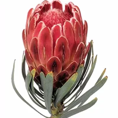 Protea Venus