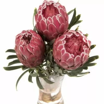 Protea Venus