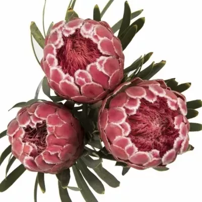 Protea Venus