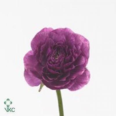 Pryskyřník ASIATICUS ELEGANCE VIOLET