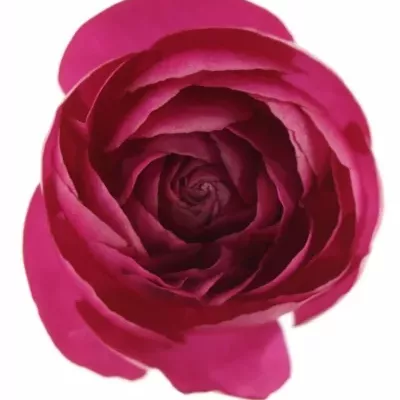 Pryskyřník Asijský AZUR DEEP ROSE