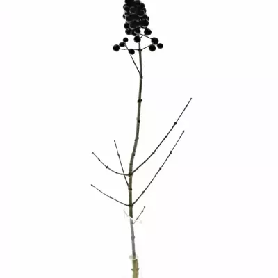 Ptačí zob BLACK 50cm