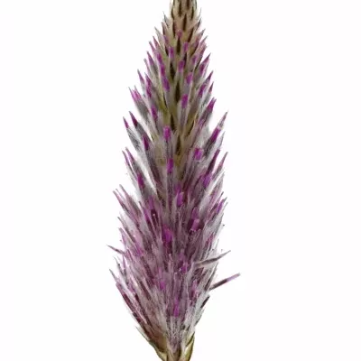 Ptilotus EXALTATUS 50cm