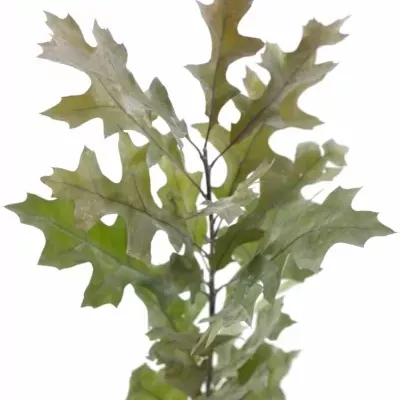 QUERCUS PALUSTRIS WHITE 80cm