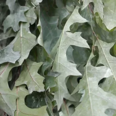 QUERCUS PALUSTRIS WHITE 80cm