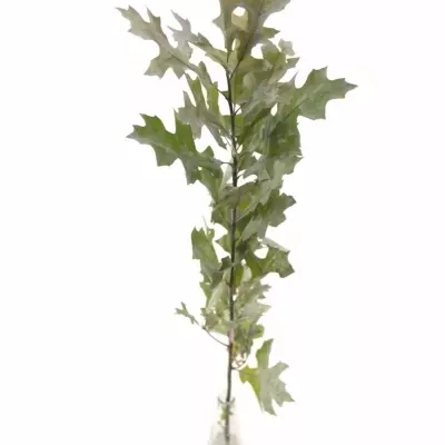 QUERCUS PALUSTRIS WHITE 80cm